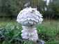 Őzlábgalóca (Amanita vittadinii), Tisza-tó